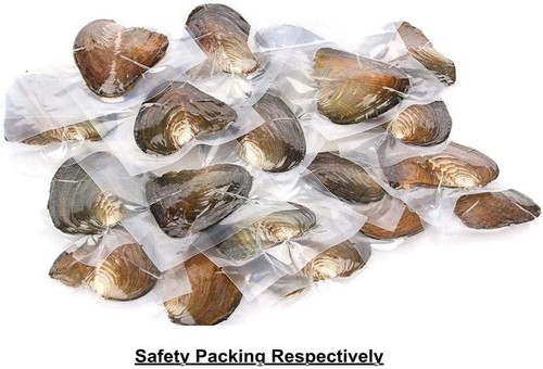50pcs ostriche naturali vere - 50pcs,
